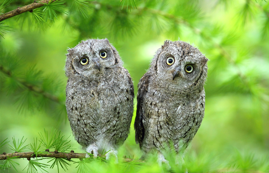 今話題のフクロウカフェ婚活とは？